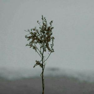 国产女人bt视频
